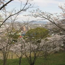 綺麗な桜並木のある桃陵公園