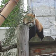 札幌に行ったら立ち寄りたい動物園