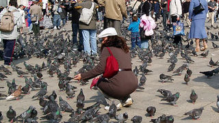 サンマルコ広場と言えば…鳩の群集?!