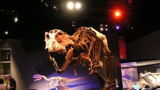 世界的な恐竜展示の博物館