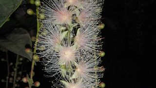 早朝発のサガリバナツアーはオススメ