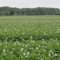 ホテルの前はジャガイモ畑