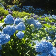 7月が見頃！あじさいが綺麗に咲いています