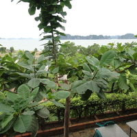 バルコニーからの眺めは最高