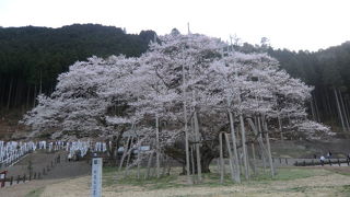 国指定　天然記念物の桜