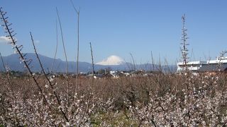 小田原の一番の見所となっていた曽我梅林