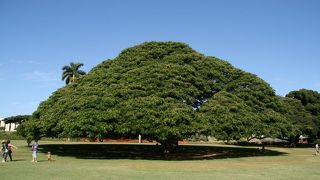 この木なんの木♪気になる木♪♪