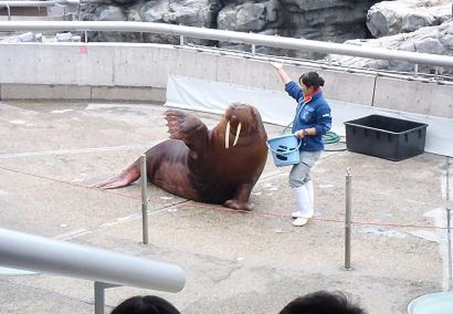 子供が参加できるショーでした！