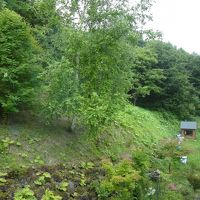 部屋から裏山を見る