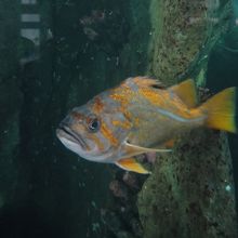 ワシントン州近海の様子が再現されている水槽