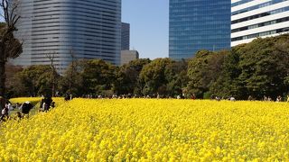 桜もいいけど菜の花もね