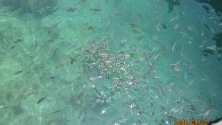 熱帯魚が多く見られました。