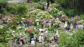 紫陽花がきれい