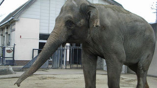 動物達と春は桜並木!!