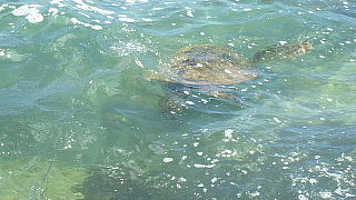 可愛いウミガメを見たい方はこちらへ