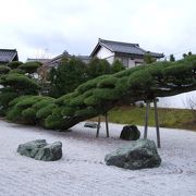 県の天然記念物に指定されているという念珠の松