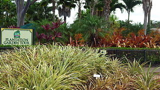 ハワイと言えばパイナップル