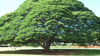 植木屋さんが整えたようなきれいな形の木
