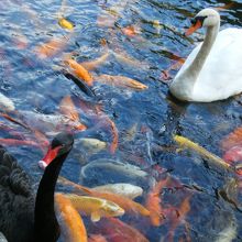 庭の池に泳ぐ鯉、白鳥と黒鳥