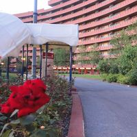 夏は庭にバラとアジサイが咲いててキレイでした♪