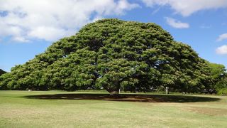 レンタカーで行くとゆっくり楽しめる！