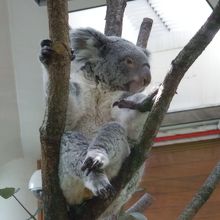 めずらしく起きていたコアラ