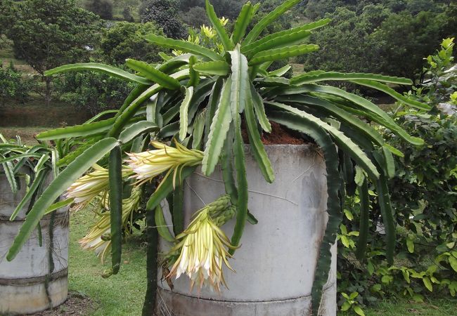 南国フルーツが食べ放題