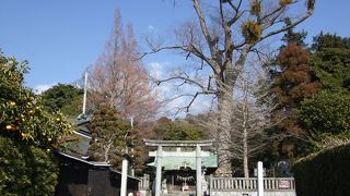 ヤドリギがいくつも着いていて、独特の景色