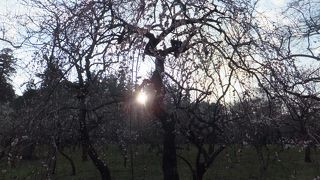 水戸といったら偕楽園