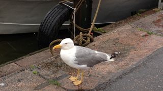 ヘルシンキってかもめの街なんだなって実感。