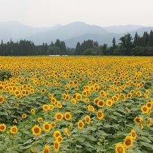 津南ひまわり広場