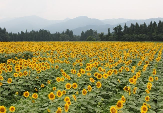 津南ひまわり広場