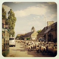 羊たちが犬に誘導されて帰ってます