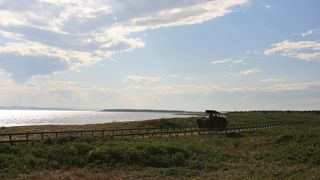 きれいな花を見ながらお散歩もできます