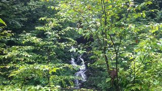 東京都にも自然いっぱい-都民の森-