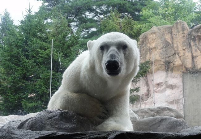 目の前でくつろぐ白クマ