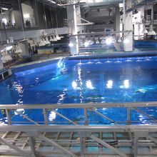 大水槽を上からみれます。