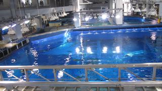 じんべいざめの大きさに圧倒