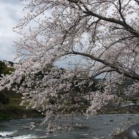 桜が咲いていました