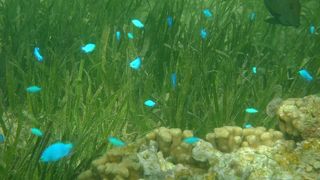 西表島の星砂の浜