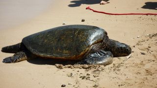 ホヌが見られる有名なビーチです