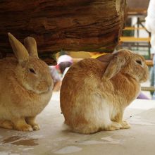 うさぎさんもいるヨ