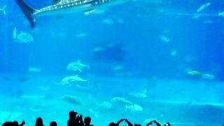 じんべいざめだけじゃない