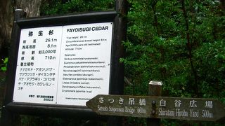 歩くルートはいくつかあります