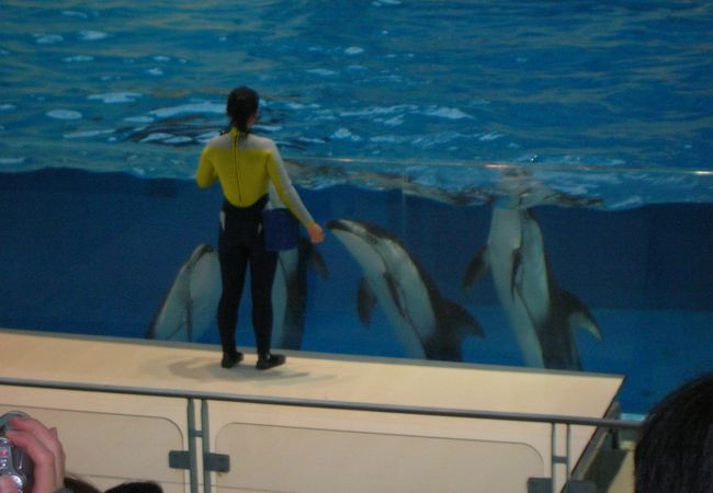 横浜 八景島シーパラダイス 花火シンフォニア クチコミ アクセス 営業時間 八景島 フォートラベル