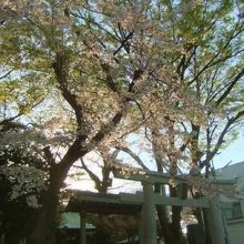 鳥居の内側の門には大注連縄が掛かってます