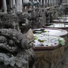 獅子には雄雌があるんですよ。知っていましたか？