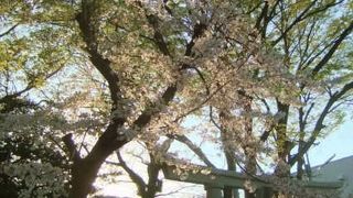 源頼朝が立ち寄った時に居眠りしたと言う大注連縄の神社