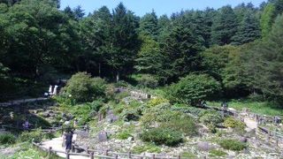色々な高山植物が楽しめます！六甲高山植物園