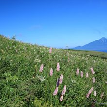 これぞ「花の浮島」